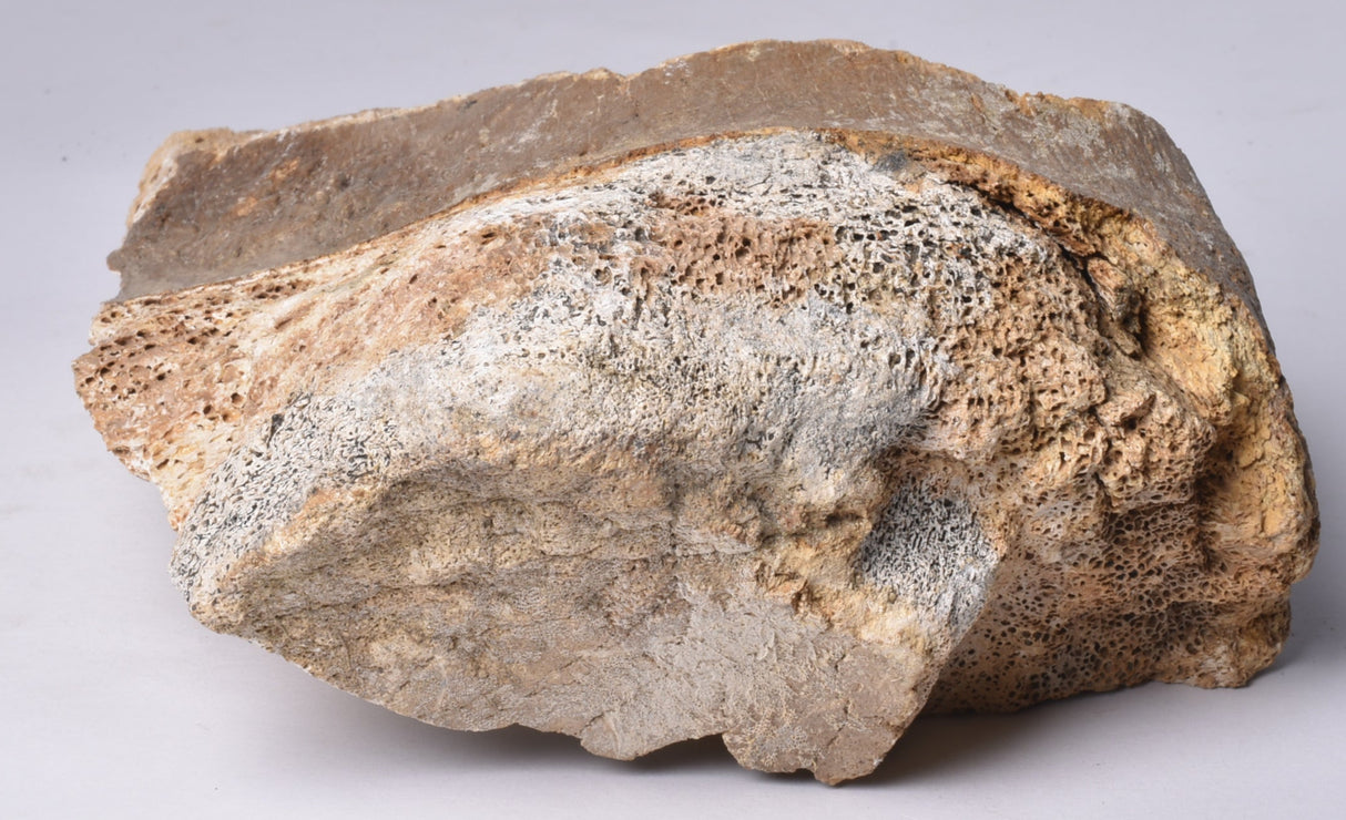 GENUINE MAMMOTH BONE PLEISTOCENE, ICE AGE F1555