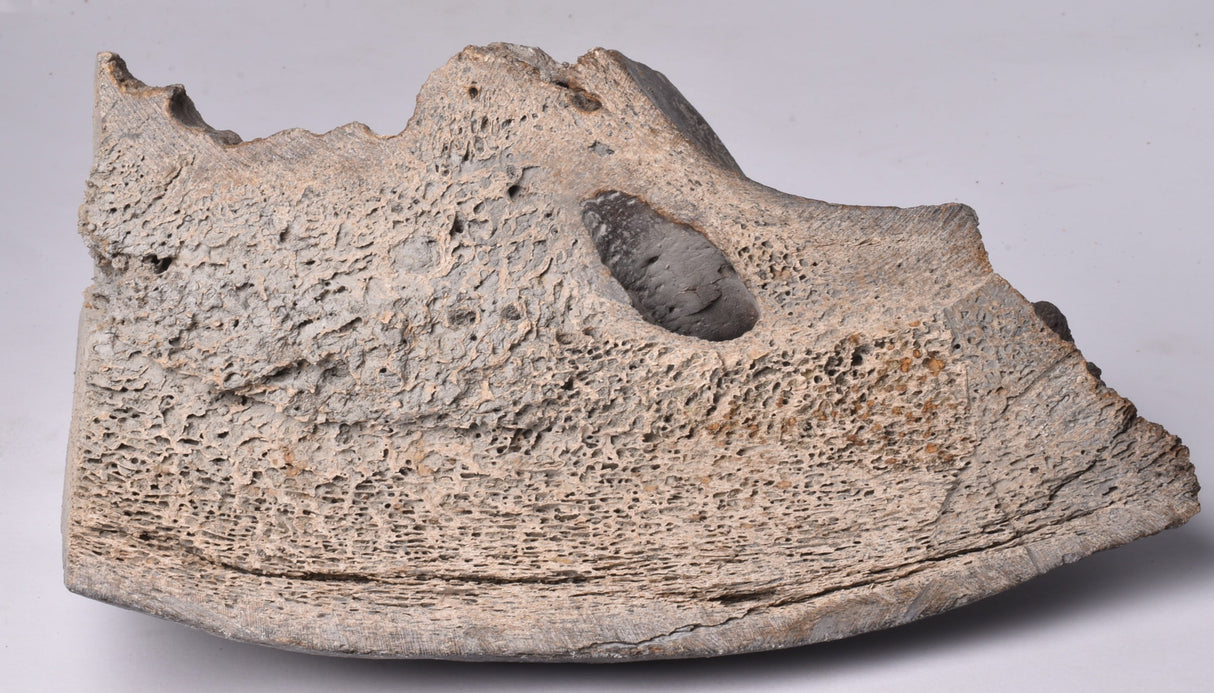 GENUINE MAMMOTH BONE PLEISTOCENE, ICE AGE F1556