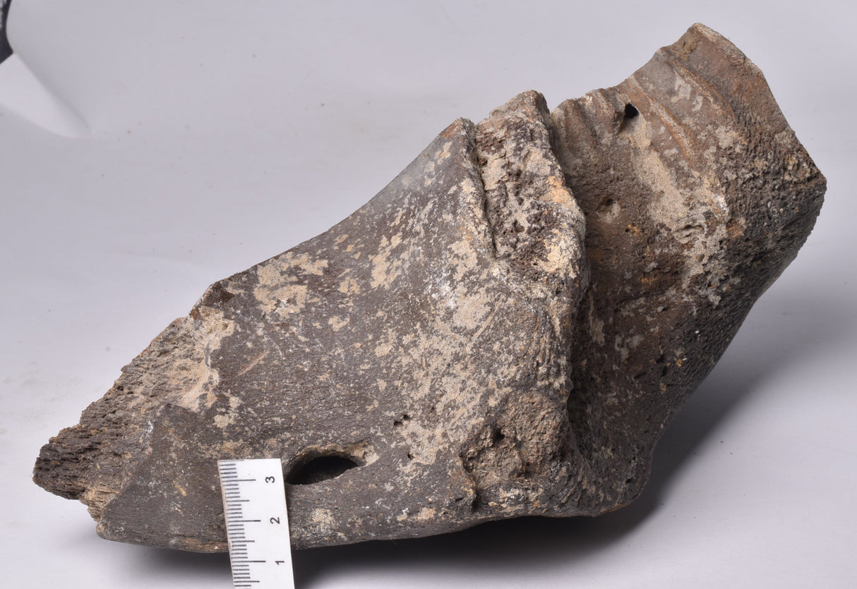 GENUINE MAMMOTH BONE PLEISTOCENE, ICE AGE F1556
