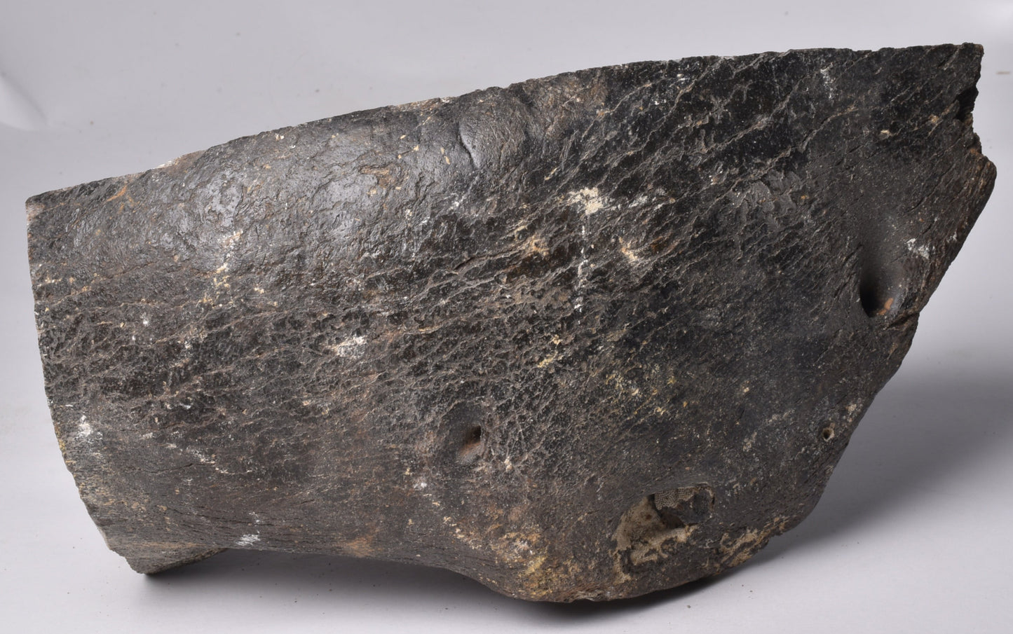 GENUINE MAMMOTH BONE PLEISTOCENE, ICE AGE F1519