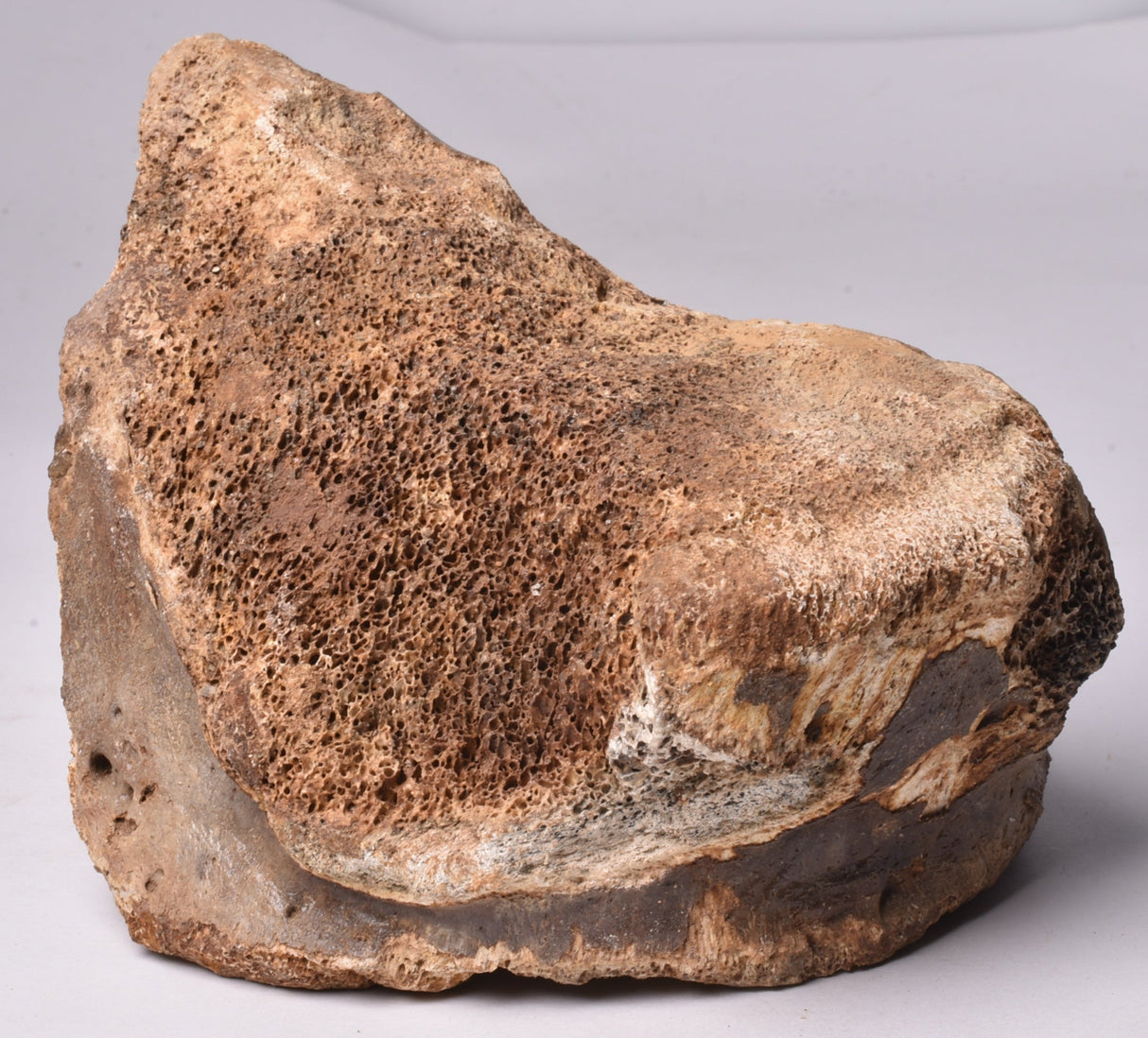 GENUINE MAMMOTH BONE PLEISTOCENE, ICE AGE F1557