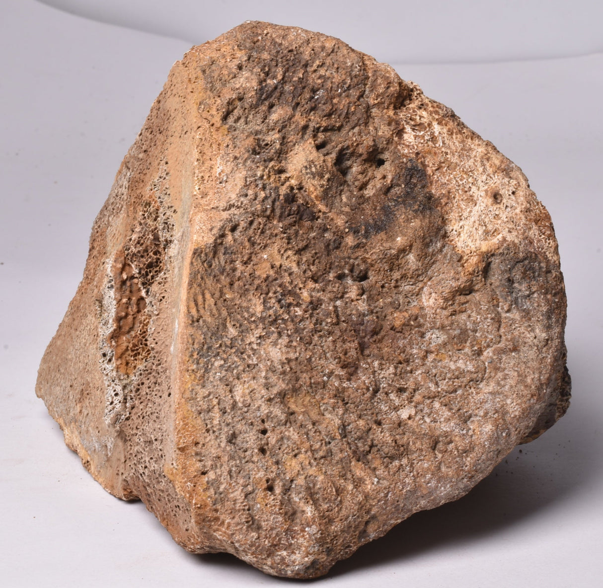 GENUINE MAMMOTH BONE PLEISTOCENE, ICE AGE F1557