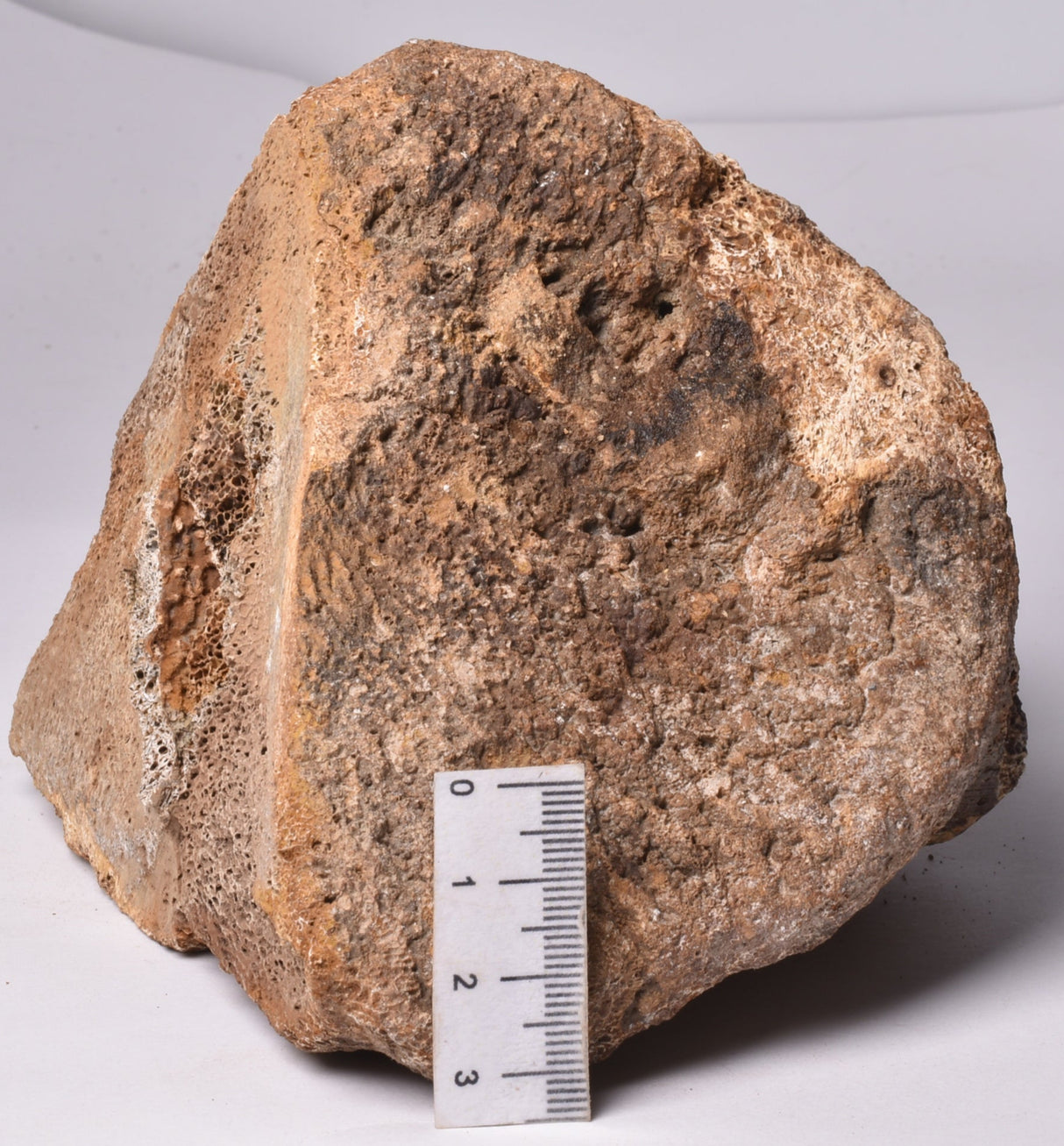 GENUINE MAMMOTH BONE PLEISTOCENE, ICE AGE F1557