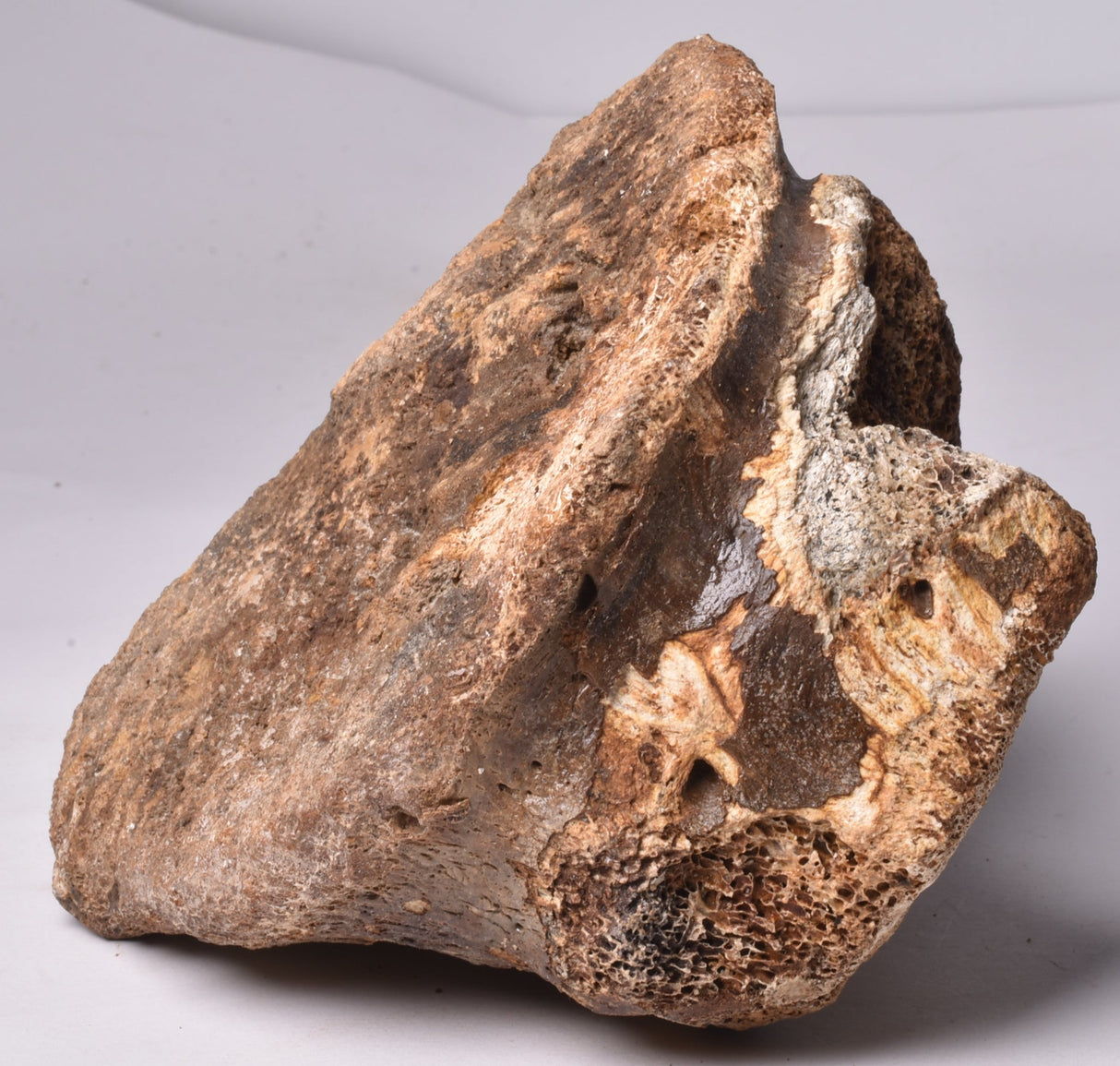GENUINE MAMMOTH BONE PLEISTOCENE, ICE AGE F1557