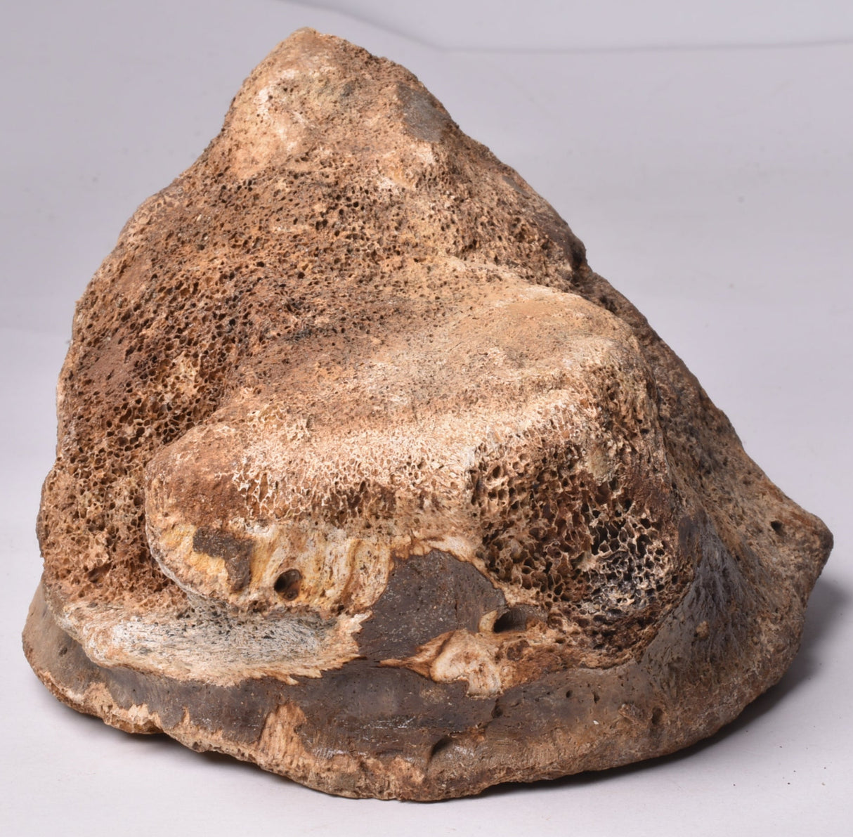 GENUINE MAMMOTH BONE PLEISTOCENE, ICE AGE F1557