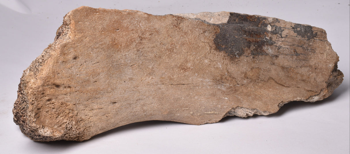 GENUINE MAMMOTH BONE PLEISTOCENE, ICE AGE F1525