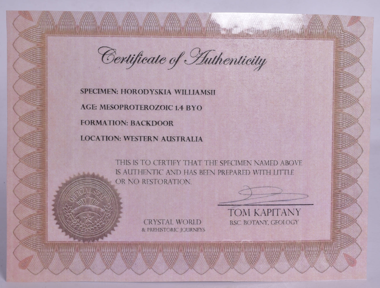 HORODYSKIA Mesoproterozoic 1.4 B.Y.O, AUSTRALIAN FOSSIL F295