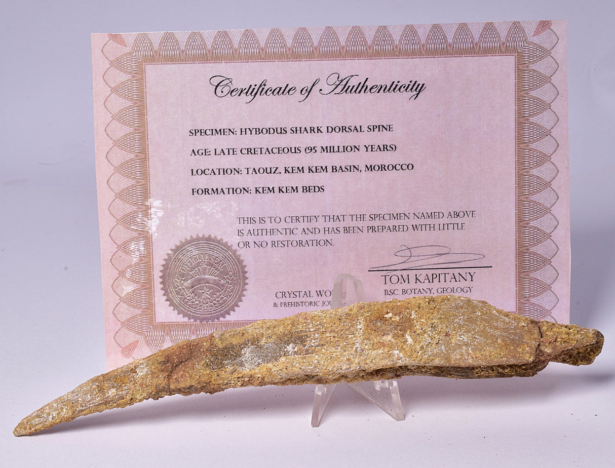 HYBODUS SHARK DORSAL SPINE FOSSIL, Late Cretaceous, Morocco F1513