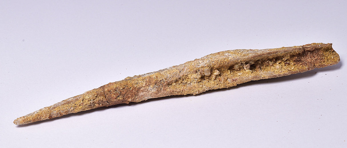 HYBODUS SHARK DORSAL SPINE FOSSIL, Late Cretaceous, Morocco F1513