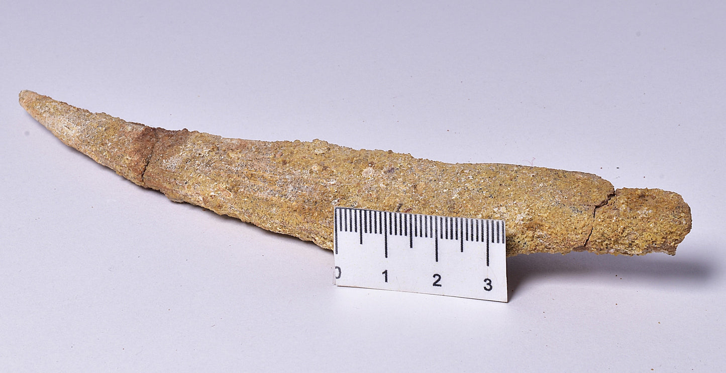 HYBODUS SHARK DORSAL SPINE FOSSIL, Late Cretaceous, Morocco F1513