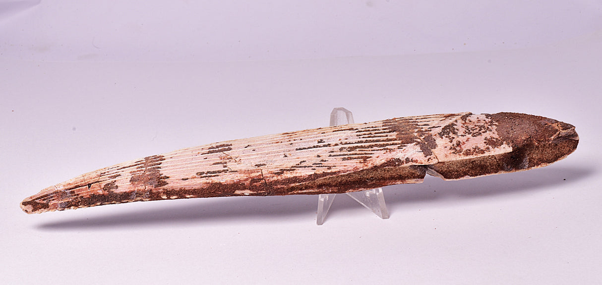 HYBODUS SHARK DORSAL SPINE FOSSIL, Late Cretaceous, Morocco F1514