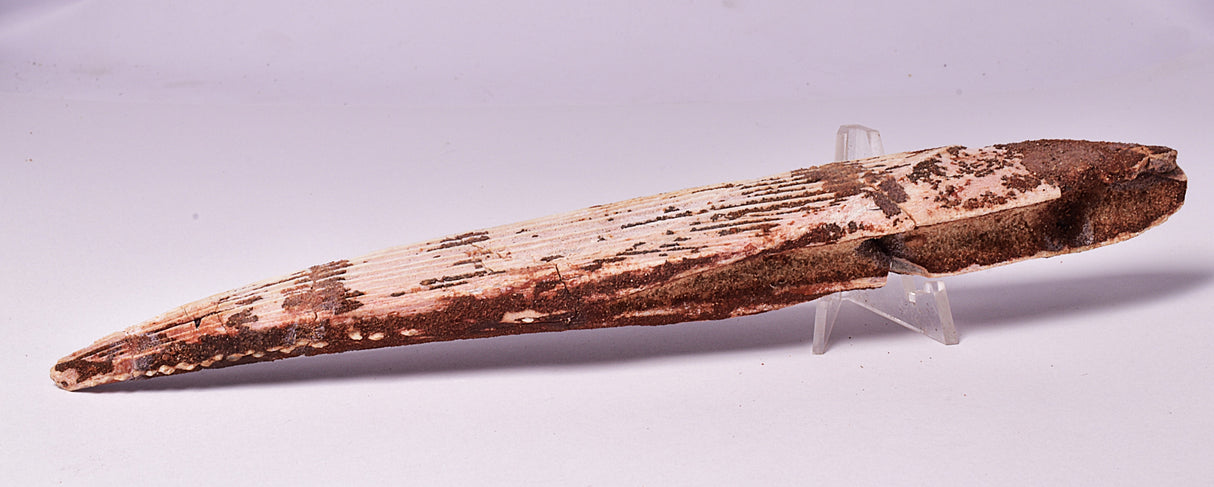 HYBODUS SHARK DORSAL SPINE FOSSIL, Late Cretaceous, Morocco F1514