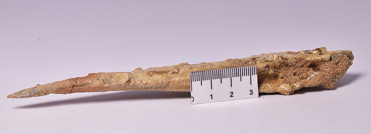 HYBODUS SHARK DORSAL SPINE FOSSIL, Late Cretaceous, Morocco F1515