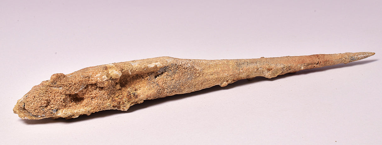 HYBODUS SHARK DORSAL SPINE FOSSIL, Late Cretaceous, Morocco F1515