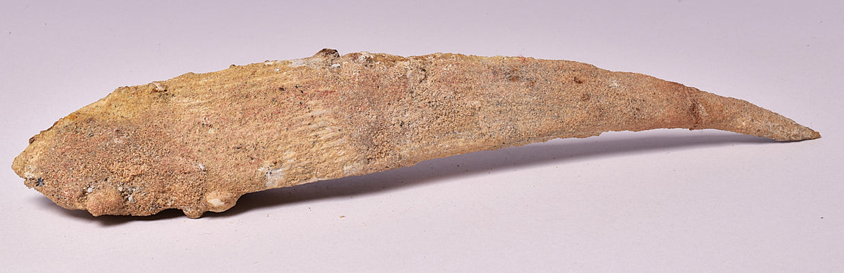 HYBODUS SHARK DORSAL SPINE FOSSIL, Late Cretaceous, Morocco F1515