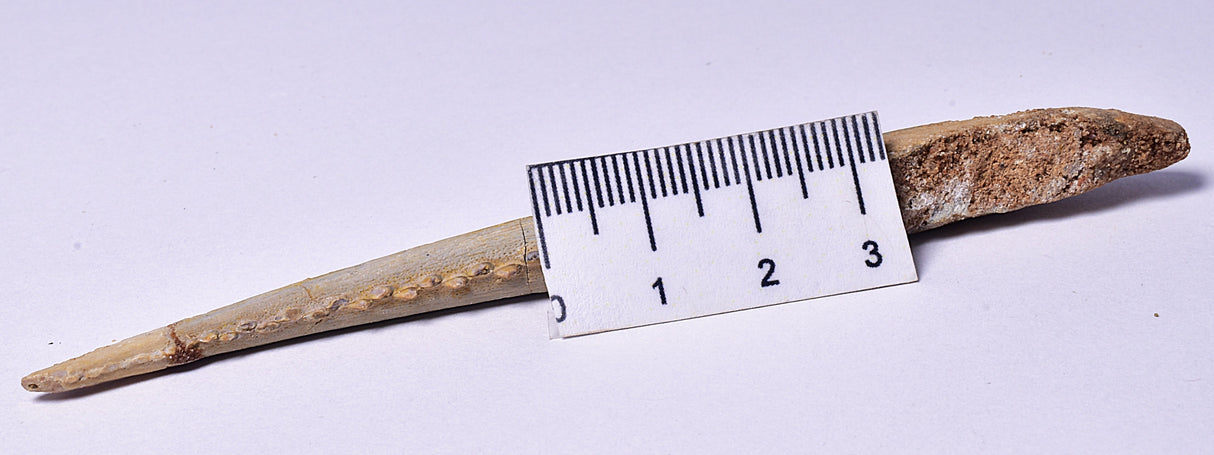 HYBODUS SHARK DORSAL SPINE FOSSIL, Late Cretaceous, Morocco F1516