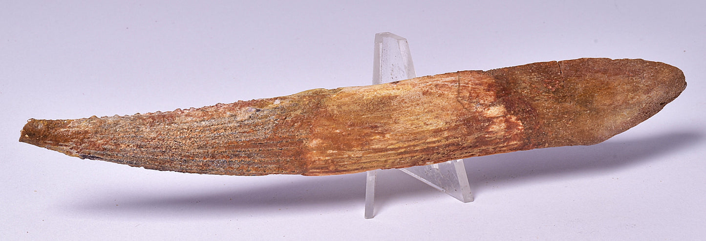 HYBODUS SHARK DORSAL SPINE FOSSIL, Late Cretaceous, Morocco F1517