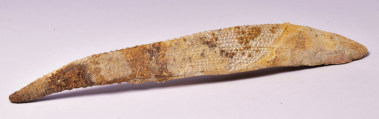 HYBODUS SHARK DORSAL SPINE FOSSIL, Late Cretaceous, Morocco F1518