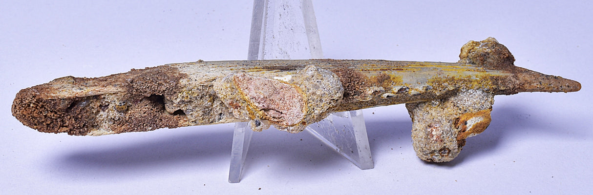 HYBODUS SHARK DORSAL SPINE FOSSIL, Late Cretaceous, Morocco F1519