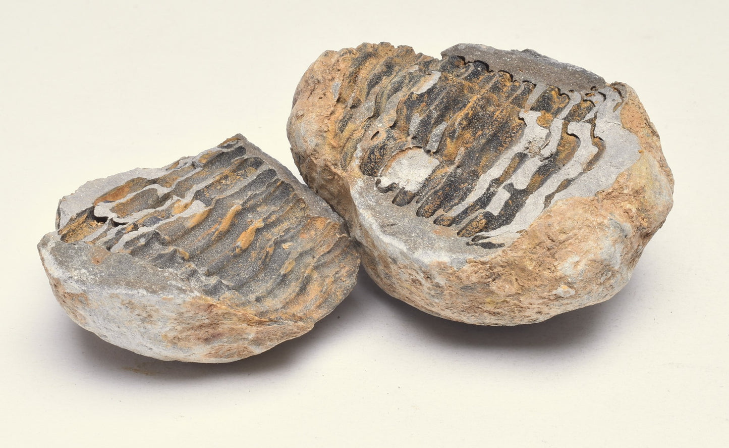 DIACALYMENE OUZREGUI NEGITIVE AND POSITIVE TRILOBITE FOSSIL, F146