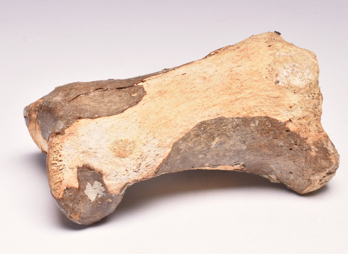 GENUINE EQUIDAE TOE BONE (HORSE FOSSIL) PHALANGES PLEISTOCENE ICE AGE, NORTH SEA F495