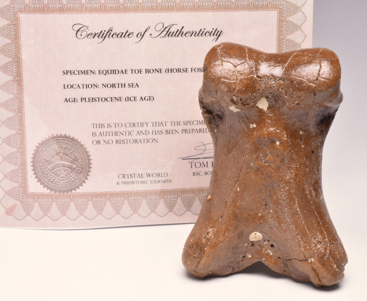 GENUINE EQUIDAE TOE BONE (HORSE FOSSIL) PHALANGES PLEISTOCENE ICE AGE, NORTH SEA F496