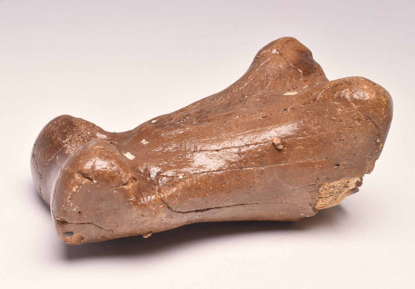 GENUINE EQUIDAE TOE BONE (HORSE FOSSIL) PHALANGES PLEISTOCENE ICE AGE, NORTH SEA F496