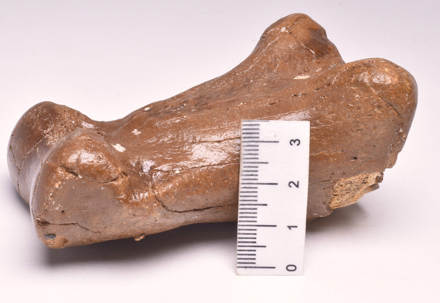 GENUINE EQUIDAE TOE BONE (HORSE FOSSIL) PHALANGES PLEISTOCENE ICE AGE, NORTH SEA F496