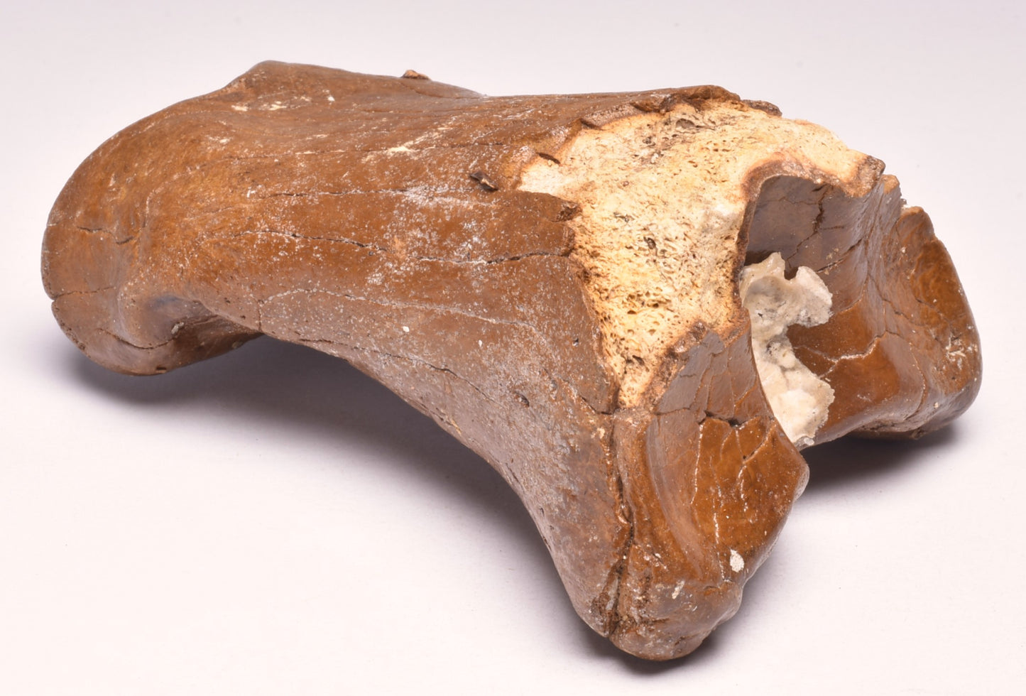 GENUINE EQUIDAE TOE BONE (HORSE FOSSIL) PHALANGES PLEISTOCENE ICE AGE, NORTH SEA F496
