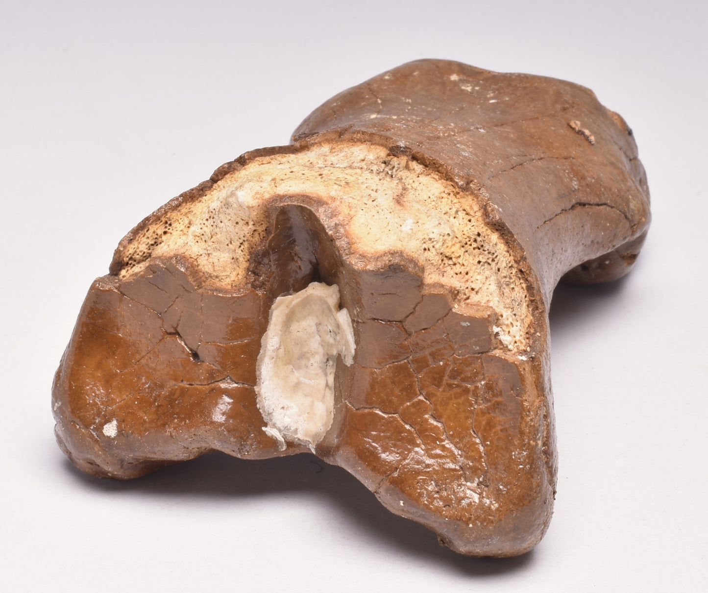 GENUINE EQUIDAE TOE BONE (HORSE FOSSIL) PHALANGES PLEISTOCENE ICE AGE, NORTH SEA F496