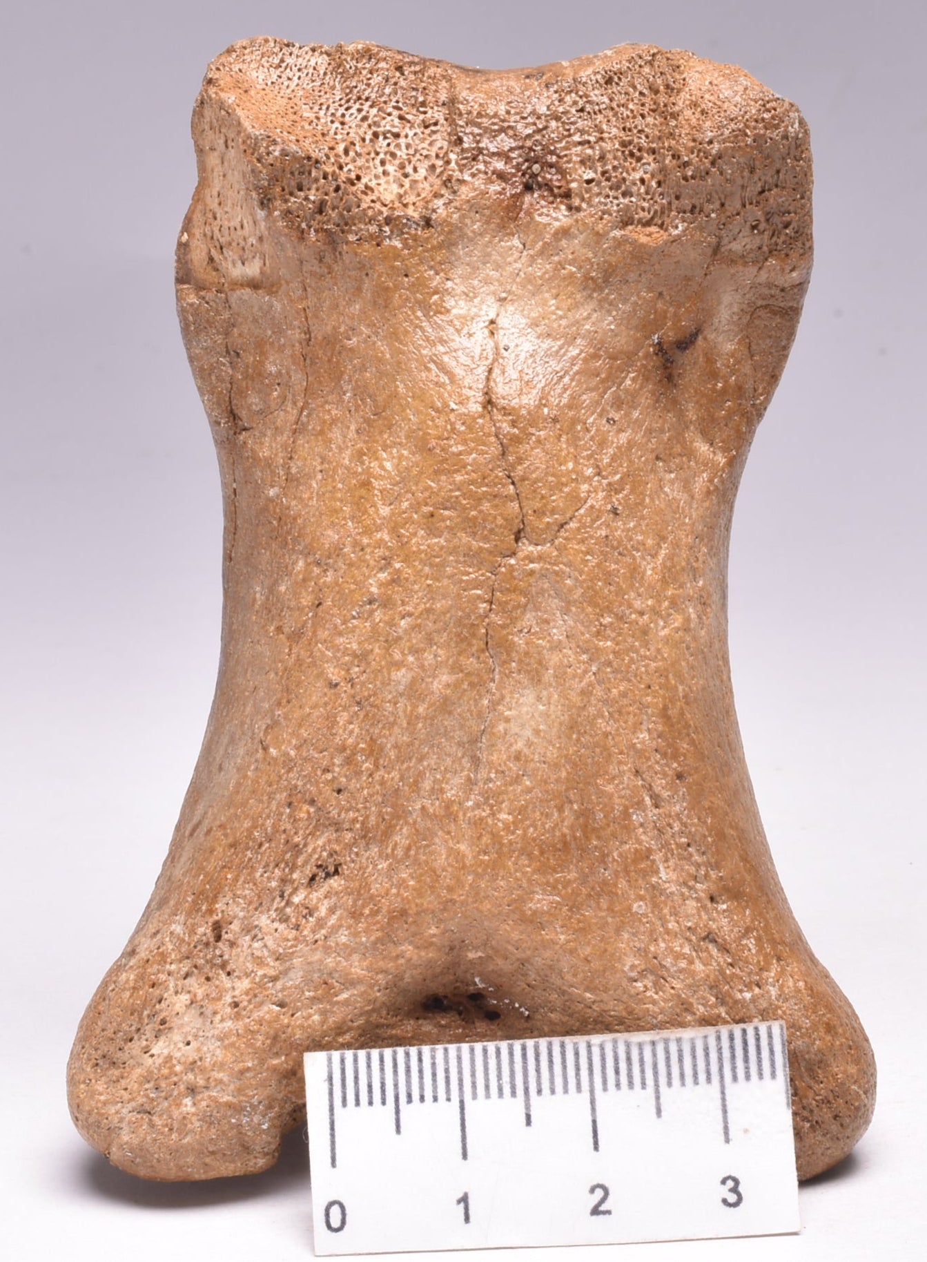 GENUINE EQUIDAE TOE BONE (HORSE FOSSIL) PHALANGES PLEISTOCENE IC NORTH SEE AGE,A F500