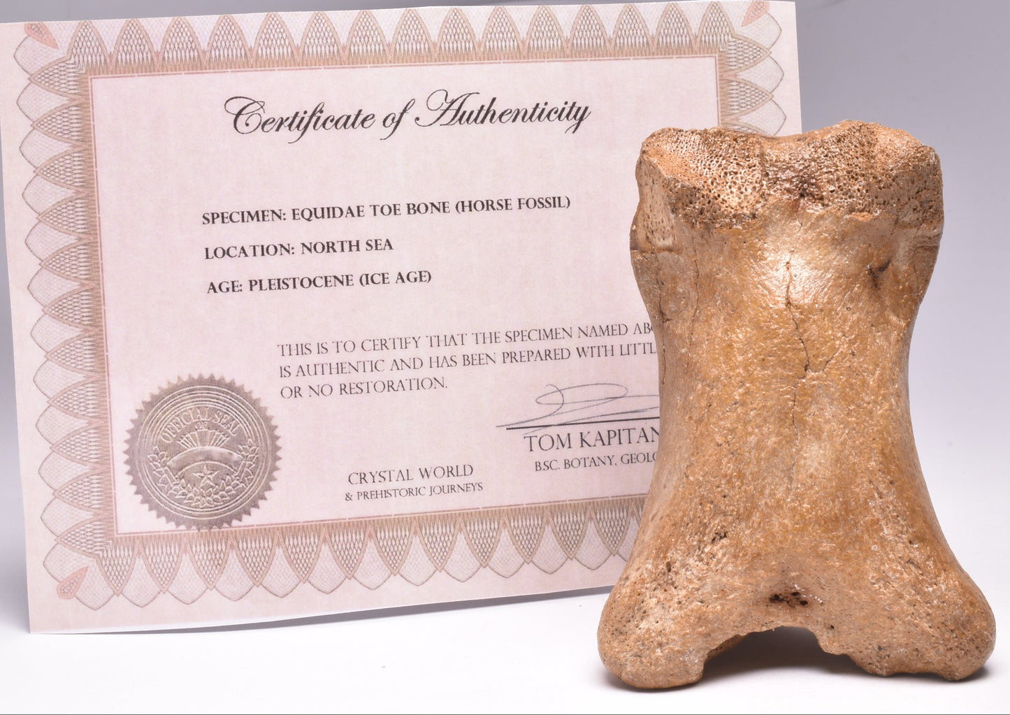 GENUINE EQUIDAE TOE BONE (HORSE FOSSIL) PHALANGES PLEISTOCENE IC NORTH SEE AGE,A F500