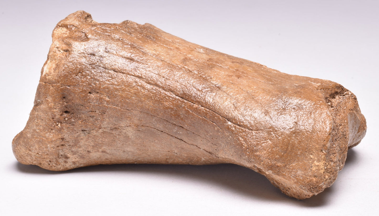 GENUINE EQUIDAE TOE BONE (HORSE FOSSIL) PHALANGES PLEISTOCENE IC NORTH SEE AGE,A F500