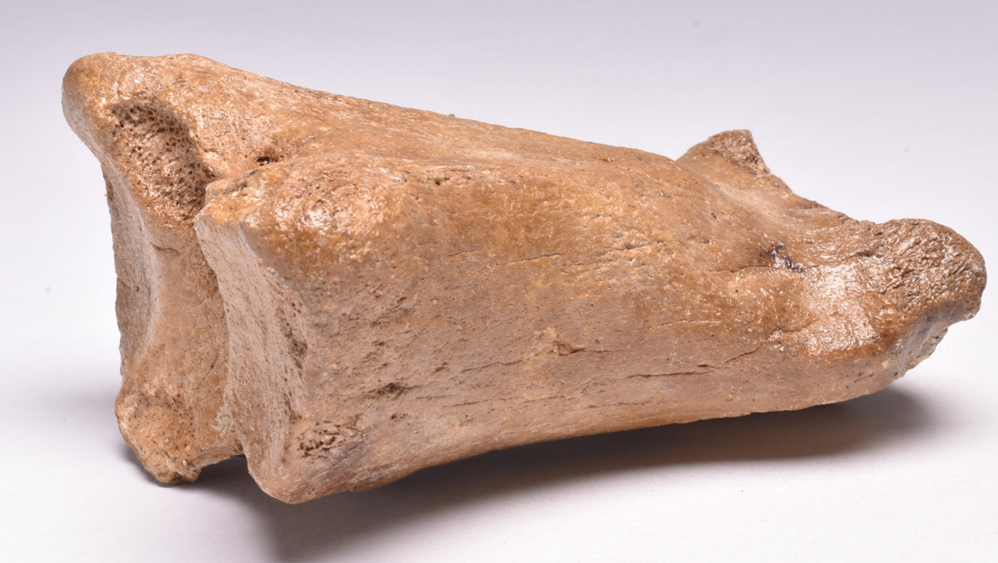 GENUINE EQUIDAE TOE BONE (HORSE FOSSIL) PHALANGES PLEISTOCENE IC NORTH SEE AGE,A F500