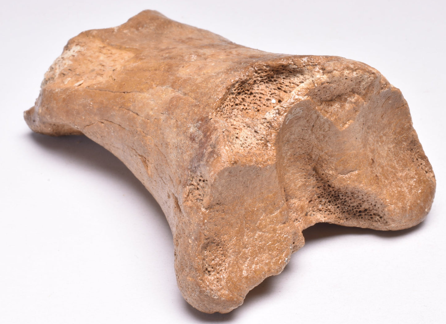 GENUINE EQUIDAE TOE BONE (HORSE FOSSIL) PHALANGES PLEISTOCENE IC NORTH SEE AGE,A F500