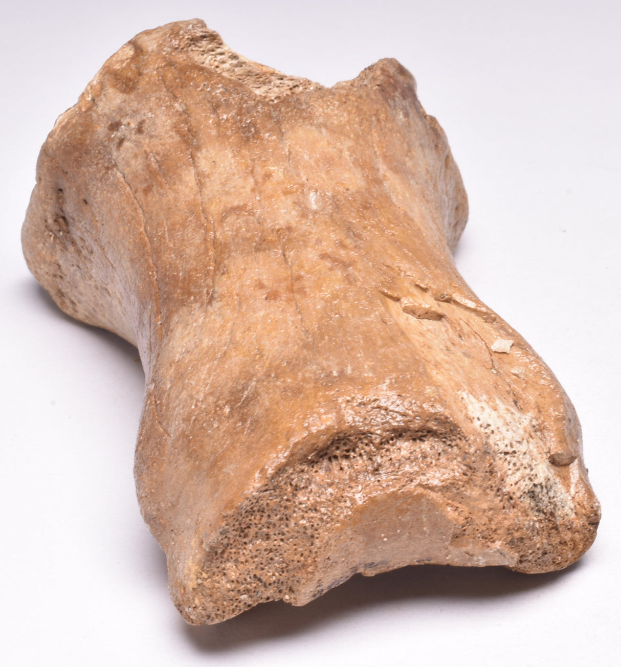 GENUINE EQUIDAE TOE BONE (HORSE FOSSIL) PHALANGES PLEISTOCENE IC NORTH SEE AGE,A F500