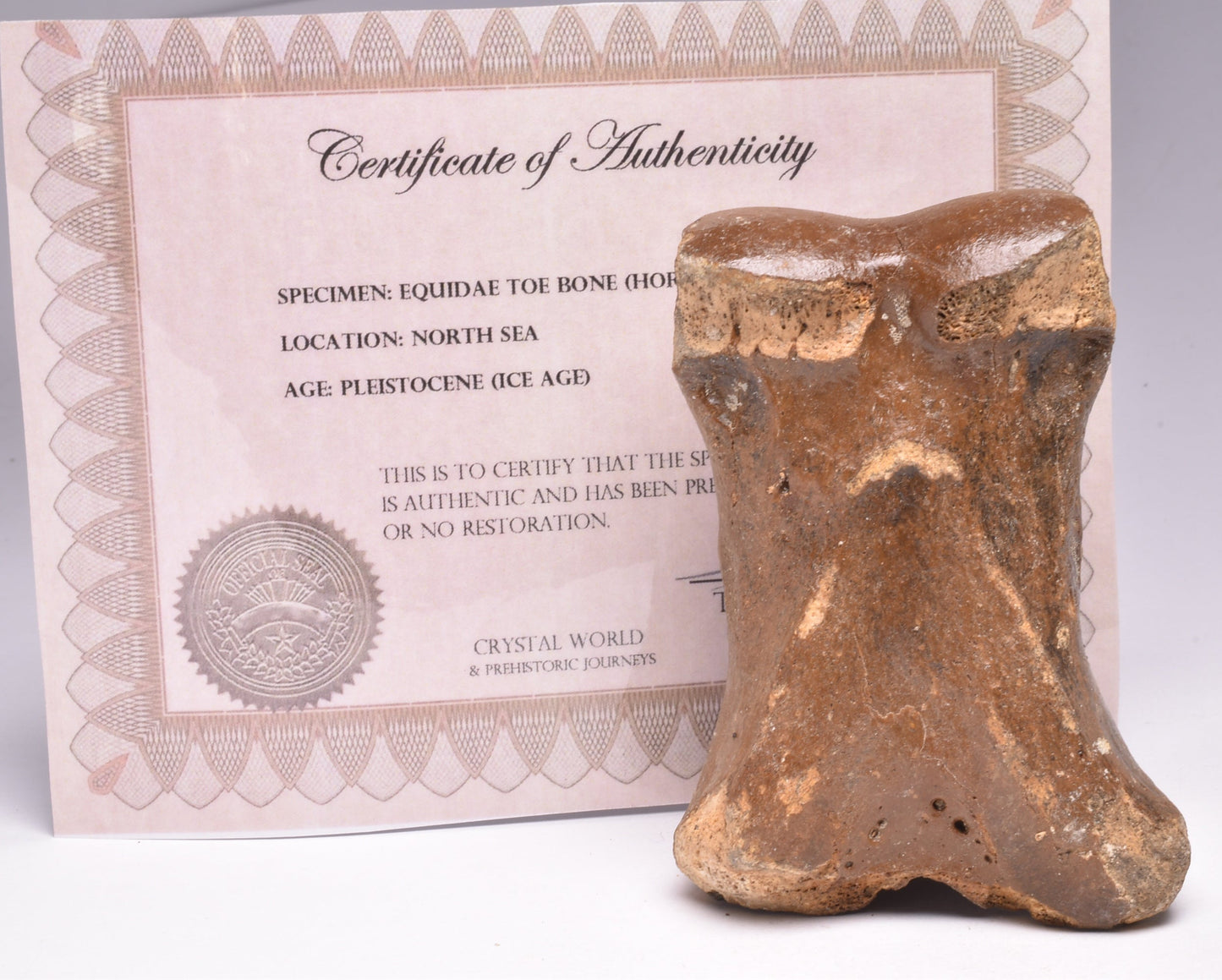 GENUINE EQUIDAE TOE BONE (HORSE FOSSIL) PHALANGES PLEISTOCENE NORTH SEA ICE AGE F508