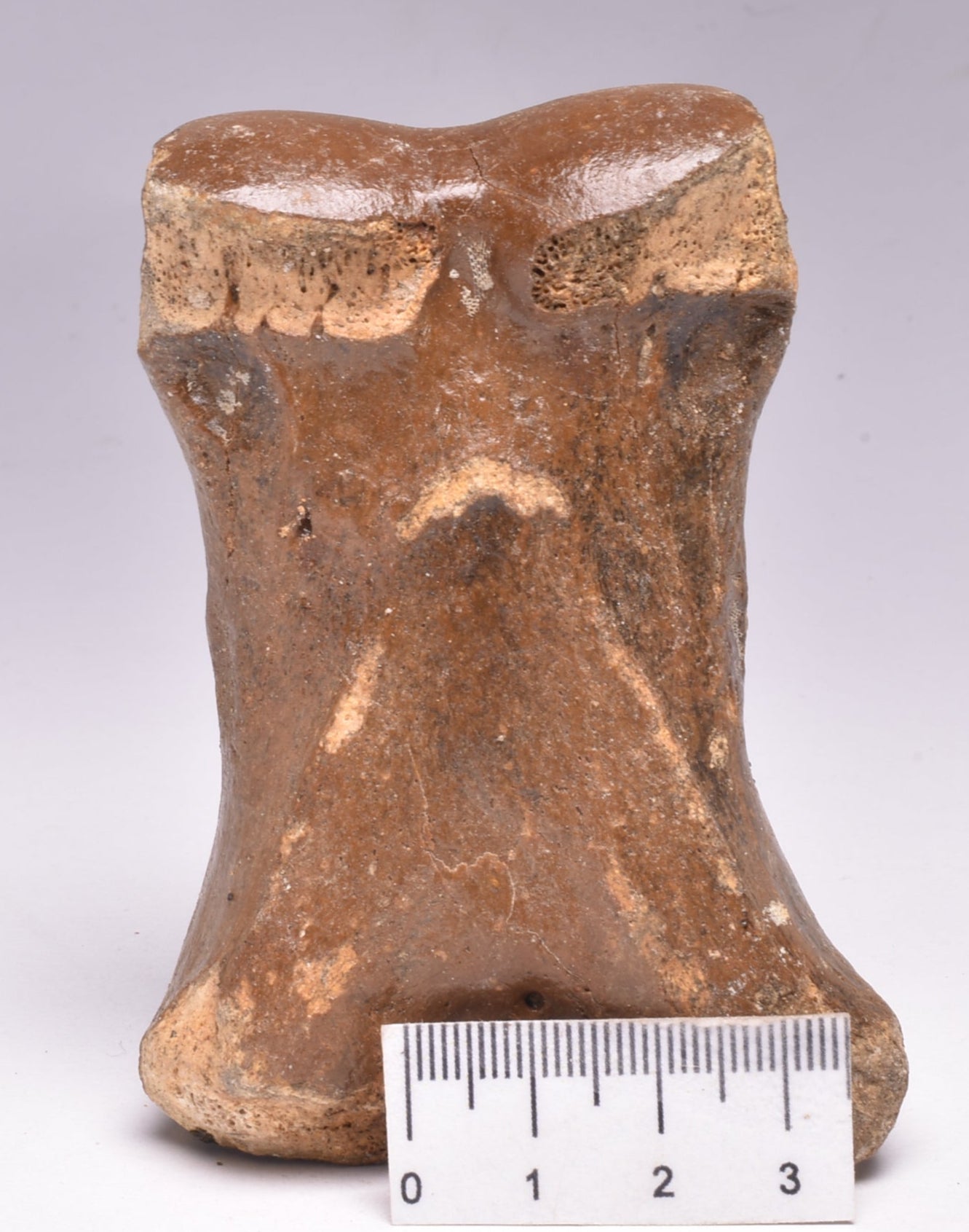 GENUINE EQUIDAE TOE BONE (HORSE FOSSIL) PHALANGES PLEISTOCENE NORTH SEA ICE AGE F508