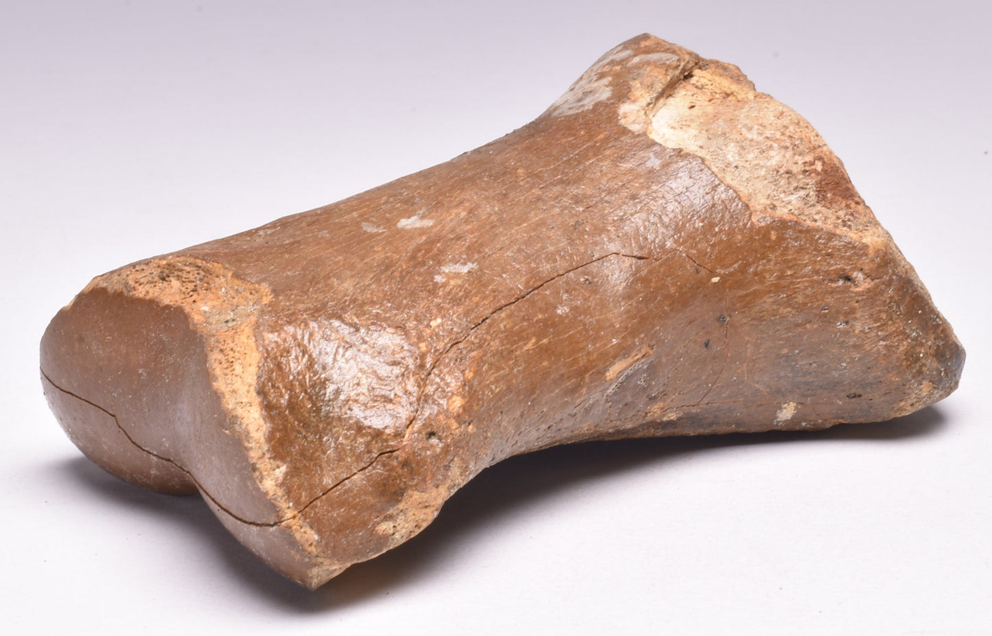 GENUINE EQUIDAE TOE BONE (HORSE FOSSIL) PHALANGES PLEISTOCENE NORTH SEA ICE AGE F508