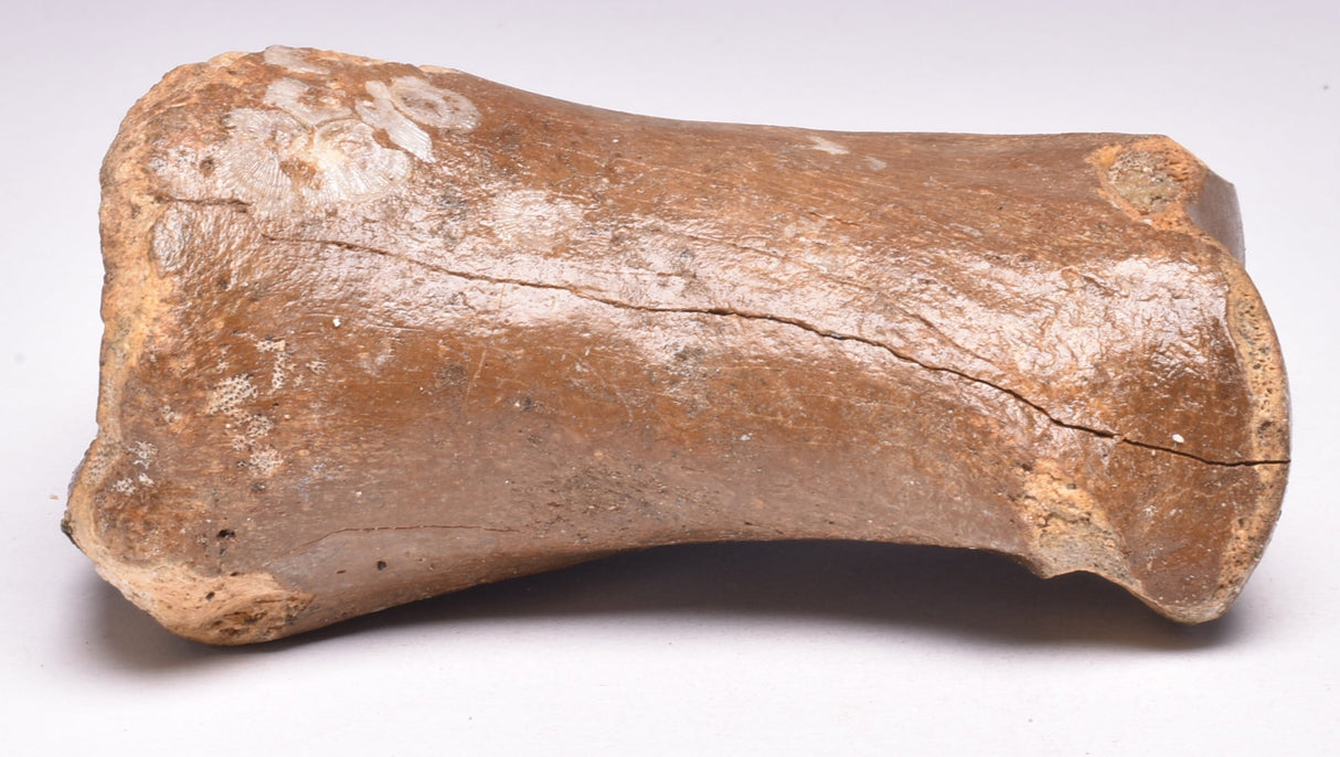 GENUINE EQUIDAE TOE BONE (HORSE FOSSIL) PHALANGES PLEISTOCENE NORTH SEA ICE AGE F508