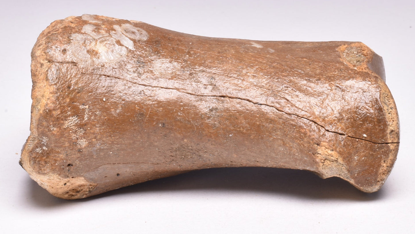 GENUINE EQUIDAE TOE BONE (HORSE FOSSIL) PHALANGES PLEISTOCENE NORTH SEA ICE AGE F508