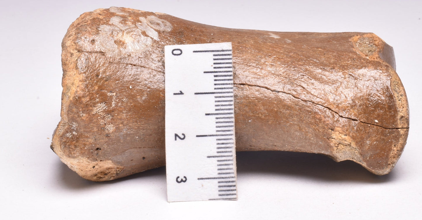 GENUINE EQUIDAE TOE BONE (HORSE FOSSIL) PHALANGES PLEISTOCENE NORTH SEA ICE AGE F508