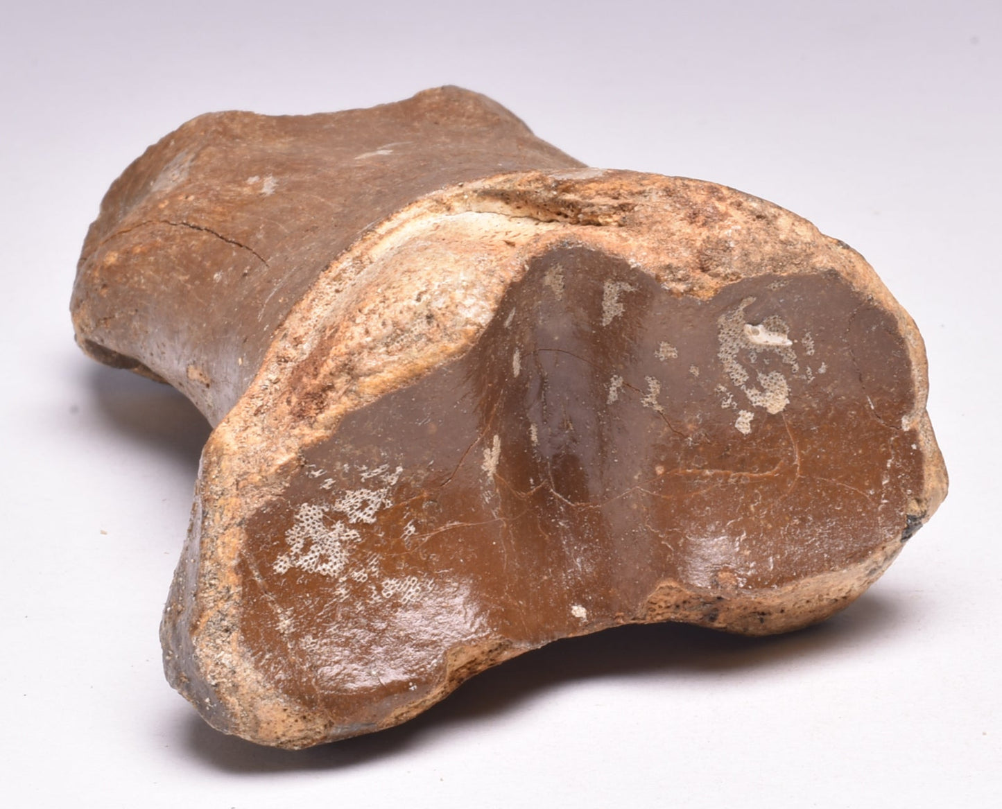 GENUINE EQUIDAE TOE BONE (HORSE FOSSIL) PHALANGES PLEISTOCENE NORTH SEA ICE AGE F508