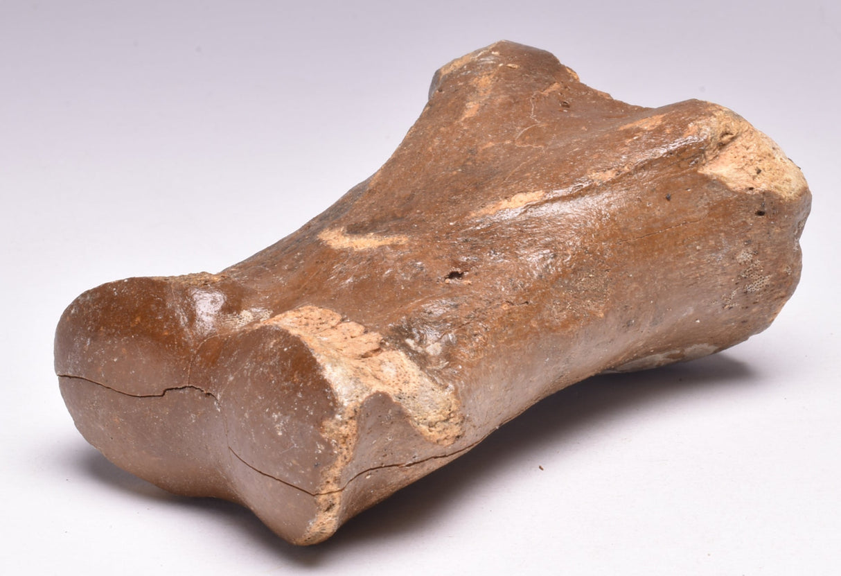 GENUINE EQUIDAE TOE BONE (HORSE FOSSIL) PHALANGES PLEISTOCENE NORTH SEA ICE AGE F508