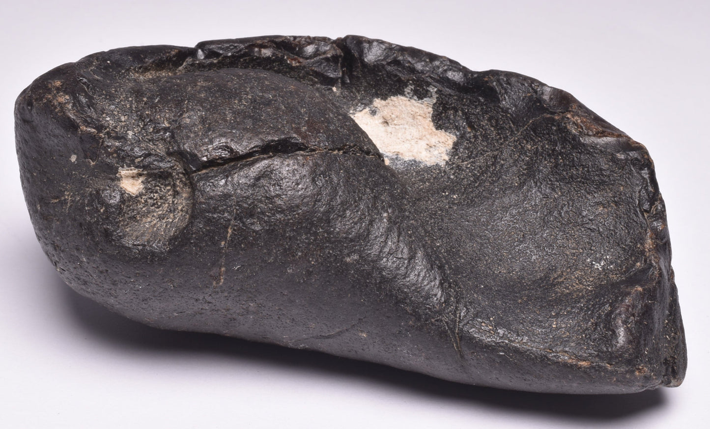 WHALE EAR BONE FOSSIL, Miocene, North Port Carolina, USA F22