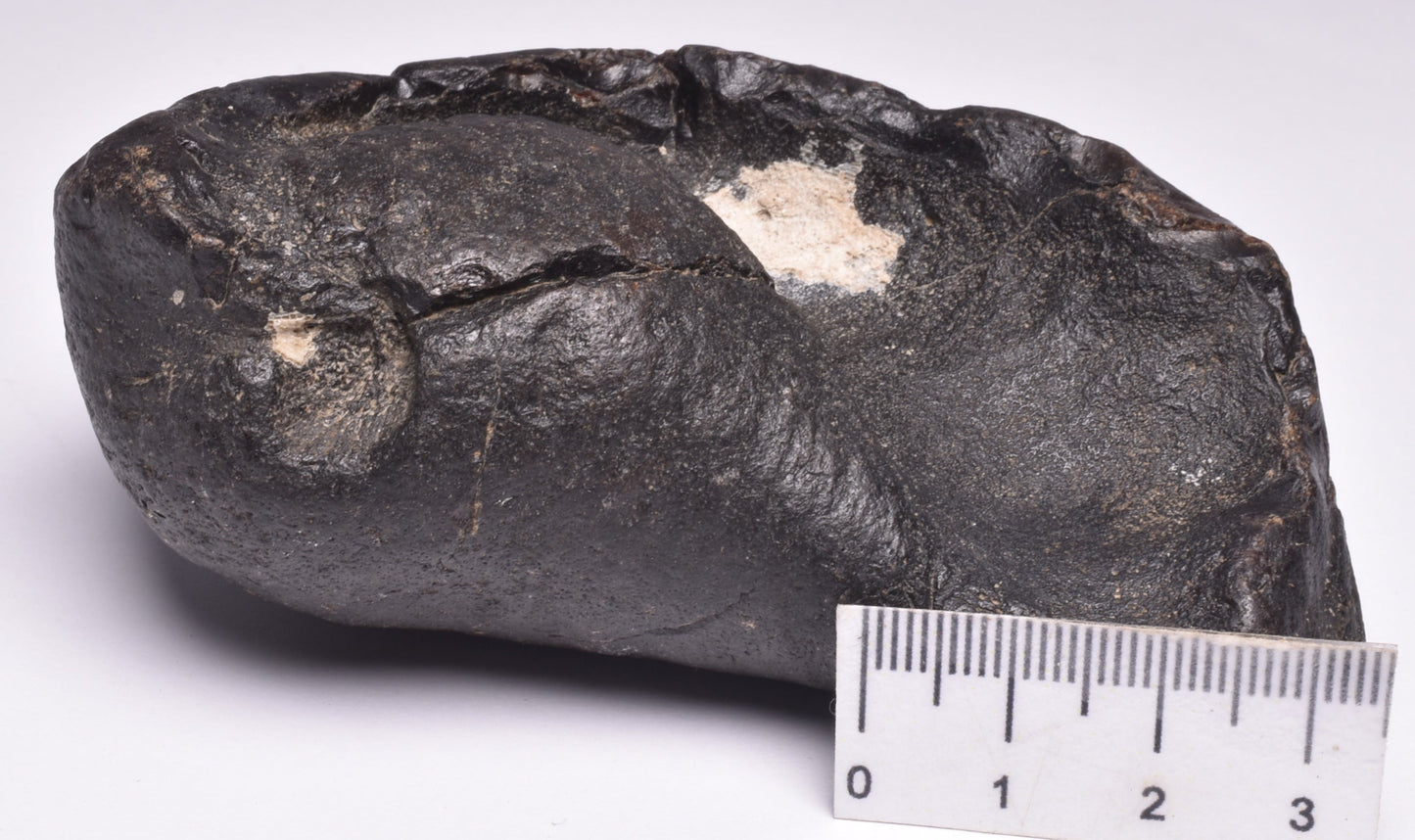 WHALE EAR BONE FOSSIL, Miocene, North Port Carolina, USA F22