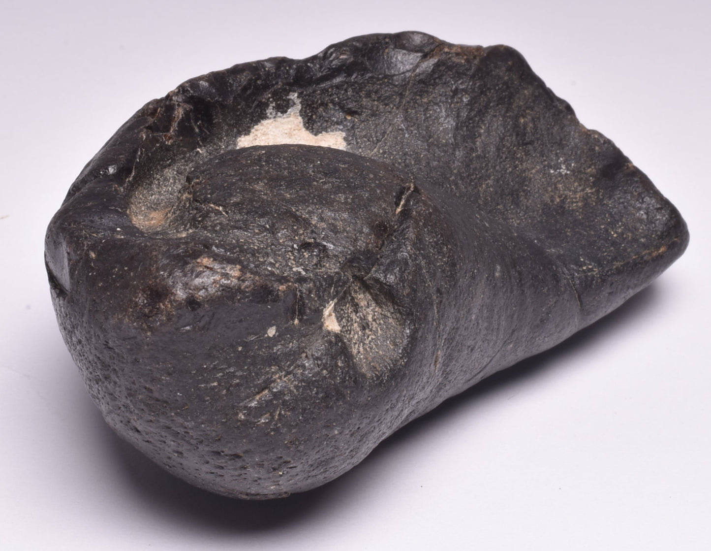 WHALE EAR BONE FOSSIL, Miocene, North Port Carolina, USA F22