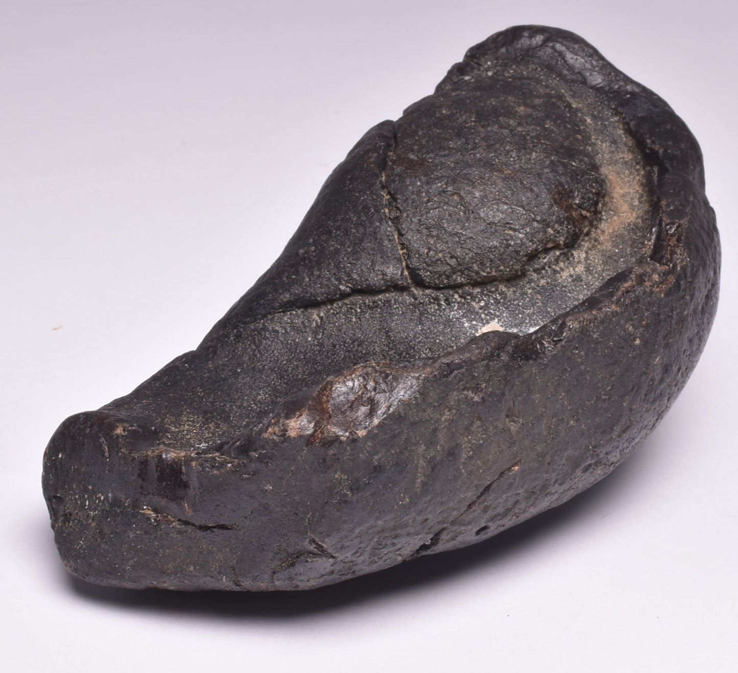 WHALE EAR BONE FOSSIL, Miocene, North Port Carolina, USA F22