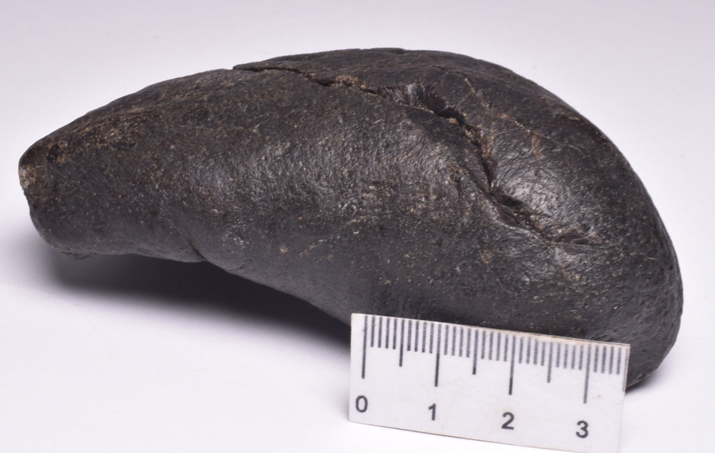 WHALE EAR BONE FOSSIL, Miocene, North Port Carolina, USA F22