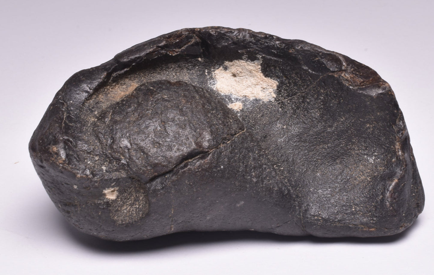 WHALE EAR BONE FOSSIL, Miocene, North Port Carolina, USA F22